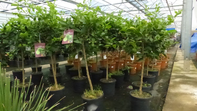 Reihen von Limettenbäumen, Citrus Aurantifolia, in Pflanztöpfen in einem hellen, organisierten Gewächshaus.