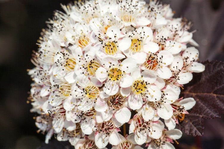 Physocarpus opulifolius 'Summer Wine', Blasenspiere, 60–80 cm