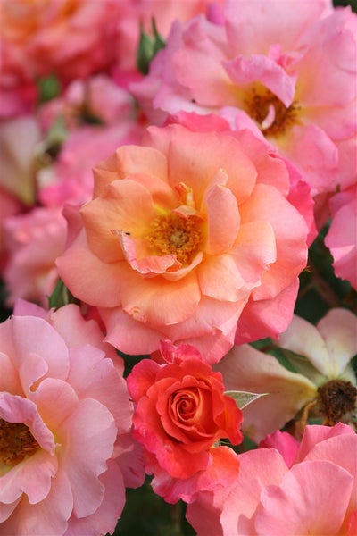 Rosa 'Freisinger Morgenröte', Rose, rosa, 5-7,5 Liter Container