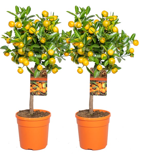 2X Citrus mitis 'Calamondin' - Mandarinenbaum - Obstbaum - Immergrün - ⌀19 cm - ↕55-65 cm