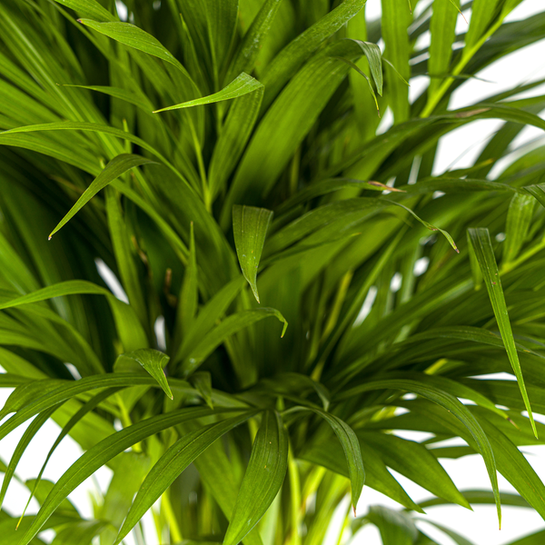 Zimmerpflanze Areca Palme mit grünen Blättern
