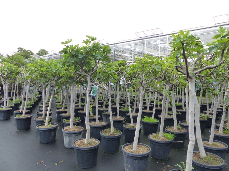 Feigenbaum 180 cm Stammumfang 14 - 20 cm, winterhart, kräftiger Stamm, Ficus Carica, Feige, Obst