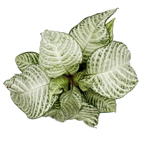 Aphelandra squarrosa White Wash - Glanzkölbchen - 12cm Topf