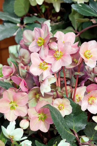 Nahaufnahme von Christrosen mit Blüten