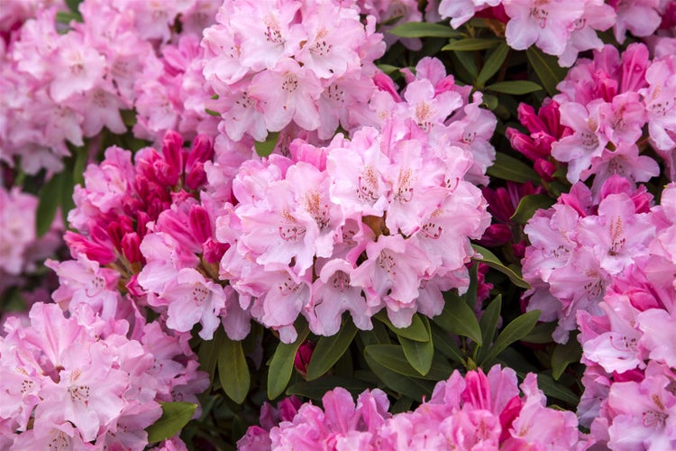 Rhododendron yakushimanum 'Tina Heinje', rosa Blüten, 20–25 cm