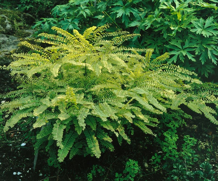 Adiantum pedatum, Frauenhaarfarn, ca. 9x9 cm Topf