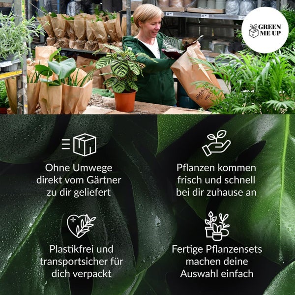Bergpalme, Efeutute, Fensterblatt, Birken-Philodendron, Bogenhanf & Glücksfeder – 6er Box Zimmerpflanzen Starter-Set mit Übertöpfen - Höhe 20-70 cm - Töpfe ø 10,5-17 cm - Weiß-Natur Design