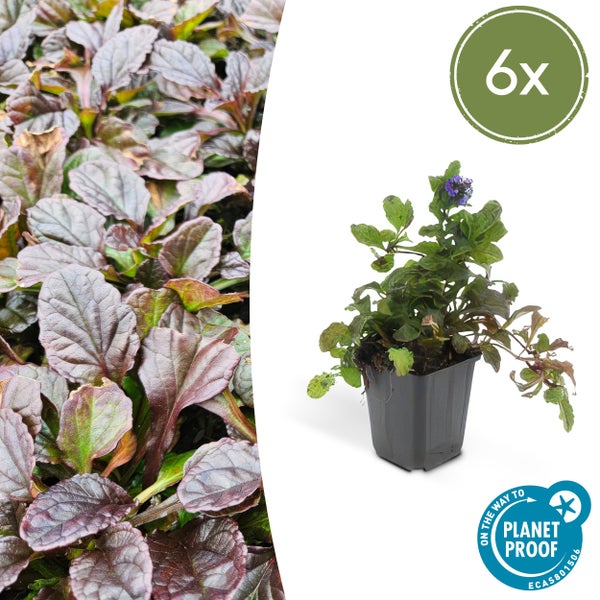 Bodendecker - Kriechender Günsel - Ajuga reptans - 9cm Topf - Set mit 6 Pflanzen