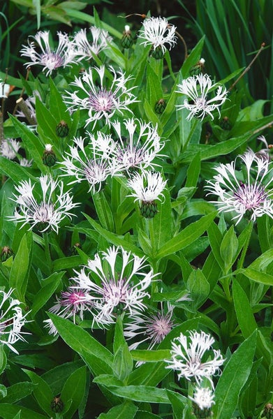 Nahaufnahme von Wiesenflockenblumen mit grünen Blättern