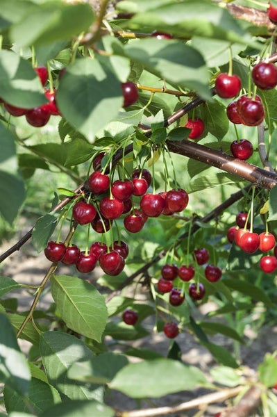 Prunus domestica 'Zwergobst', Terrassenobst, 40 cm Stammhöhe