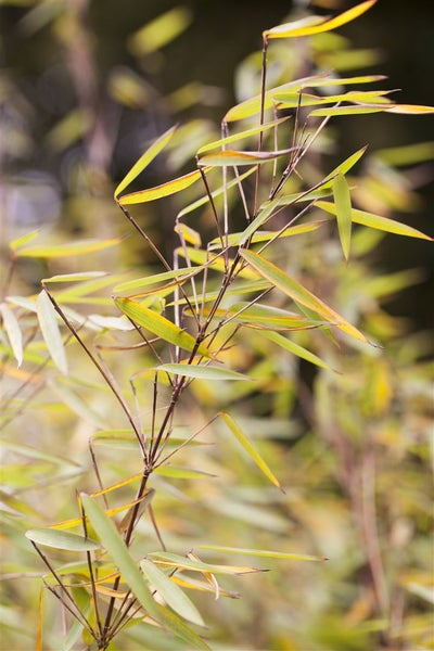 Fargesia 'Jiuzhaigou 1', Bambus, 60–80 cm
