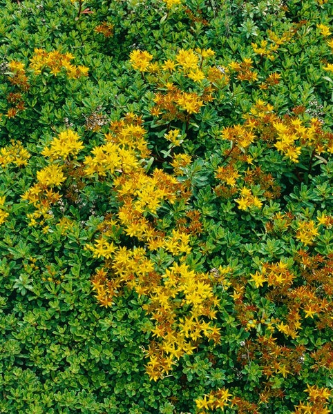 Sedum floriferum 'Weihenstephaner Gold', Fetthenne, gelb, ca. 9x9 cm Topf