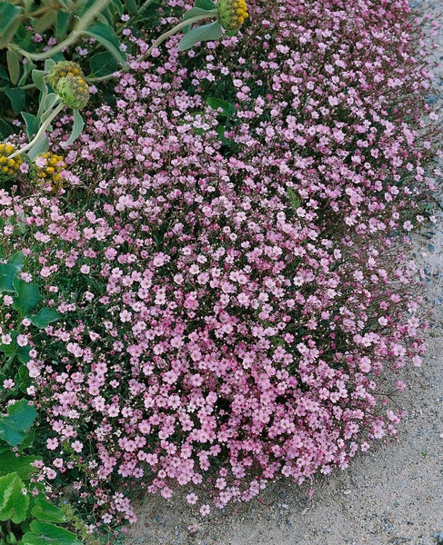 Gypsophila repens 'Rosa Schönheit', Teppichschleierkraut, rosa, ca. 9x9 cm Topf