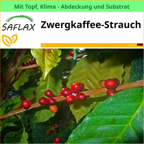 Saflax Zwergkaffee-Strauch mit Topf, Klimaabdeckung und Substrat