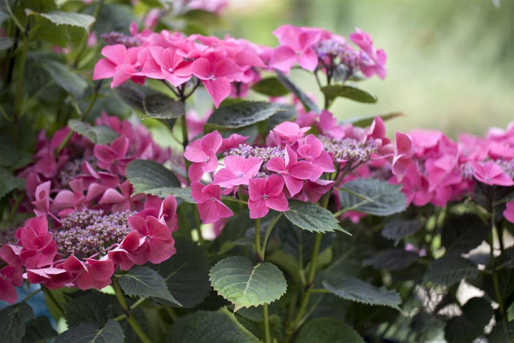 Nahaufnahme von rosa Hortensienblüten