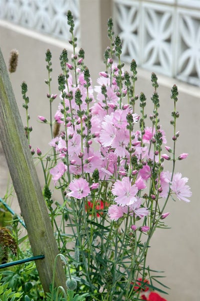 Sidalcea malviflora 'Elsie Heugh', rosa Blüten, ca. 11x11 cm Topf