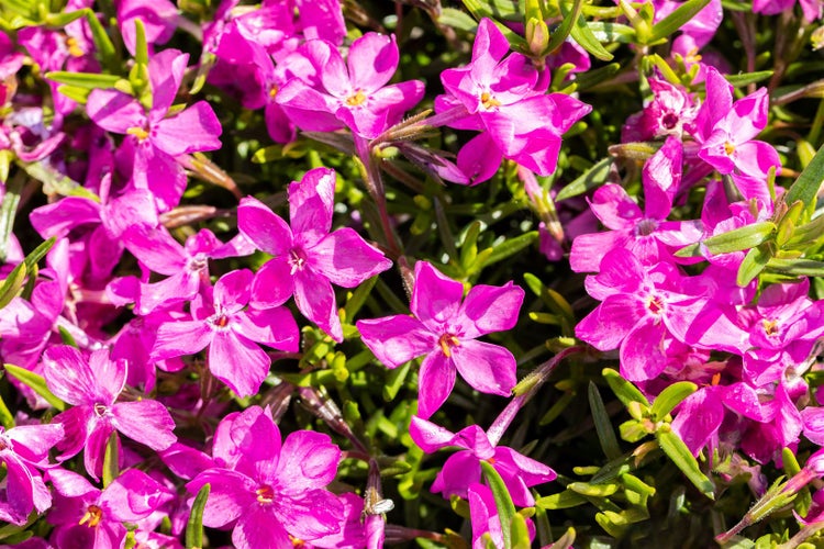 Phlox subulata 'MacDaniel's Cushion', Polsterphlox, rosa, ca. 9x9 cm Topf