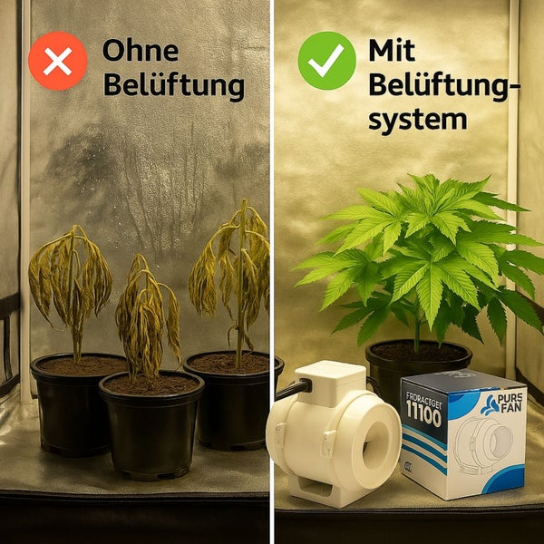 Vergleich von Pflanzenwachstum mit und ohne Belüftungssystem im Growzelt