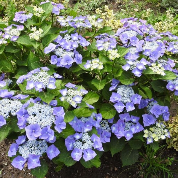 Blühende Hortensienpflanze im Garten