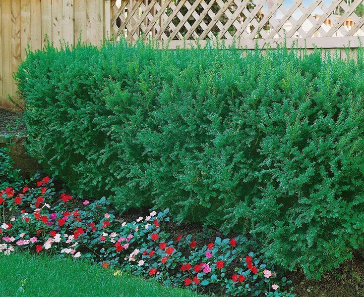 Taxus cuspidata, Japanische Eibe, 125–150 cm