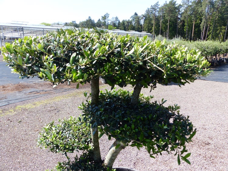 Olivenbaum 5 Pon Pon Bonsai Formgehölz Gartenbonsai Olea europaea Olive winterhart