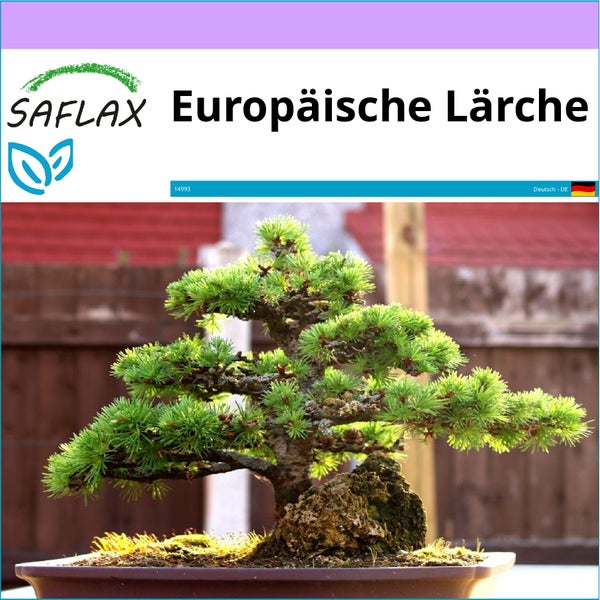 SAFLAX  - Europäische Lärche - Larix decidua - 75 Samen