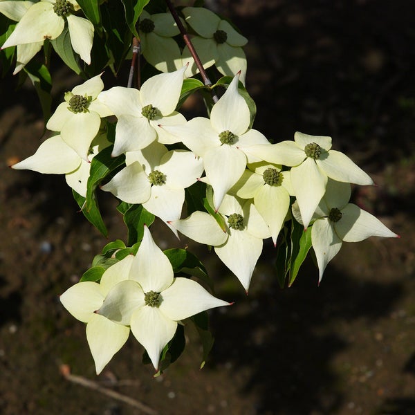 Blütenstand des Blumen-Hartriegels mit hellen Blütenblättern