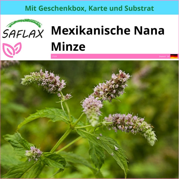 SAFLAX Geschenk Set - Mexikanische Nana Minze - Mentha spicata Nane - 500 Samen - Mit Geschenkbox, Versandaufkleber, Geschenkkarte und Anzuchtsubstrat