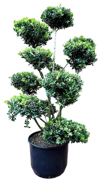 Buchsbaum in Kugelform als Hochstamm in einem Kunststofftopf