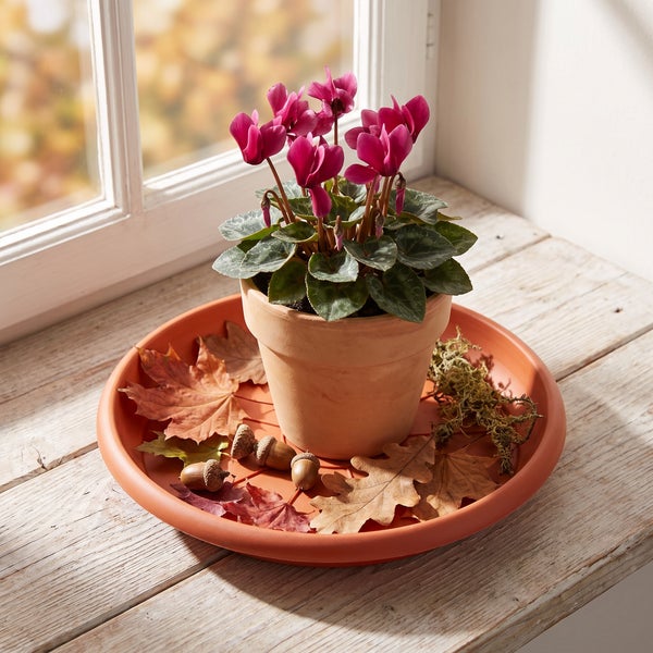 Zyklame in einem Tontopf auf einem Untersetzer dekoriert mit Herbstlaub und Eicheln auf einer Fensterbank