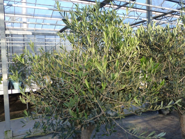 Olivenbaum Olea europaea mit dichtem Blattwerk in einem hellen Gewächshaus mit Glasdach.