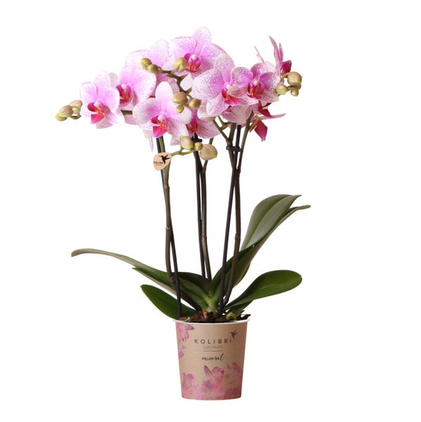 Kolibri Orchids Rosa Phalaenopsis Orchidee Mineral Rotterdam Topfgröße 9cm blühende Topfpflanze frisch vom Züchter