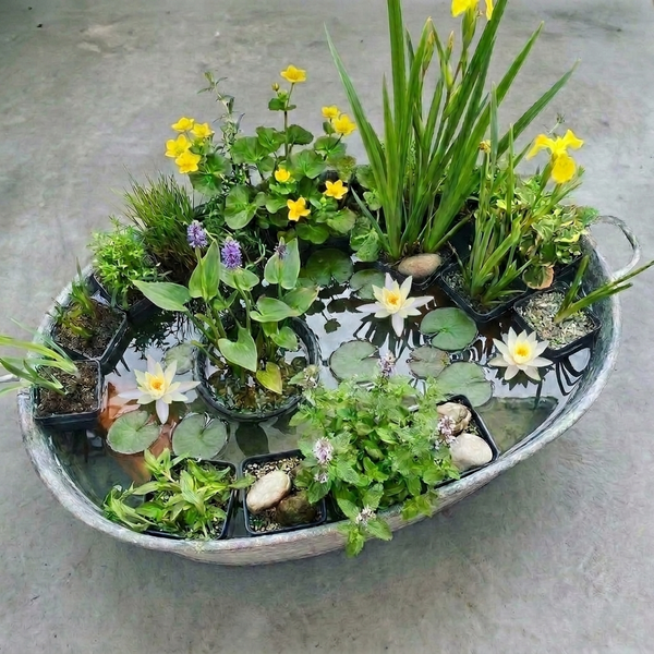 Mini-Teich in einer ovalen Metallwanne mit verschiedenen Wasserpflanzen wie Seerosen, Sumpfdotterblumen und Gräsern.