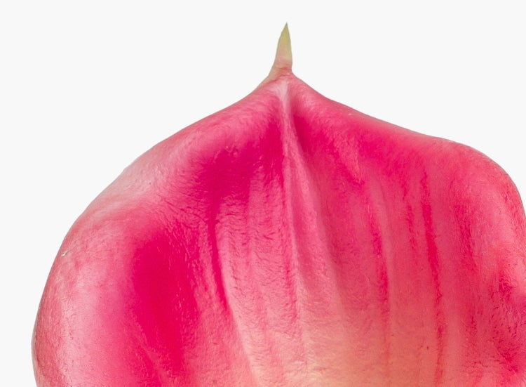 Nahaufnahme eines rosa Blütenblattes einer Anthurie mit strukturierter Oberfläche.