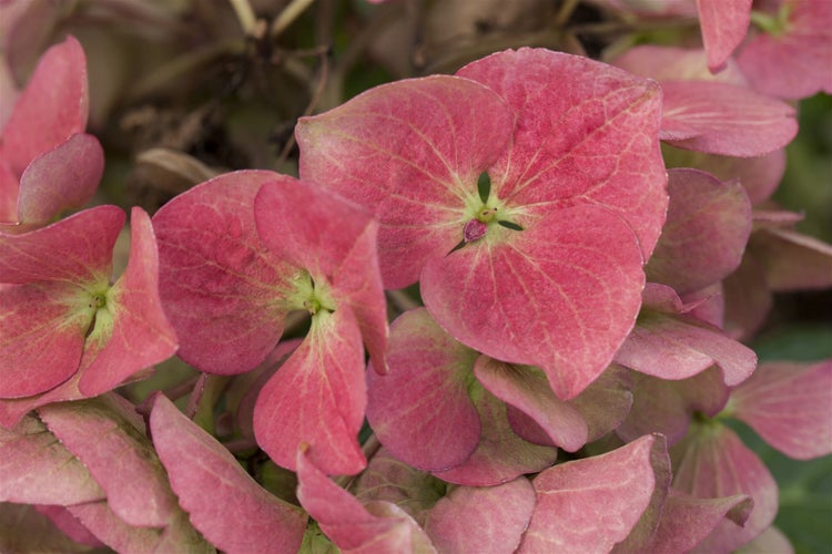 Hydrangea macrophylla 'Dark Angel', Hortensie, dunkelrot, 30–40 cm