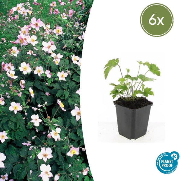 Set von 6 Herbst-Anemonen im Topf, Ansicht der Jungpflanze und der blühenden Pflanzen im Garten, On the way to Planet Proof Logo.