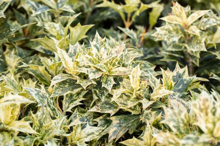 Osmanthus heterophyllus 'Tricolor', buntes Laub, 30–40 cm
