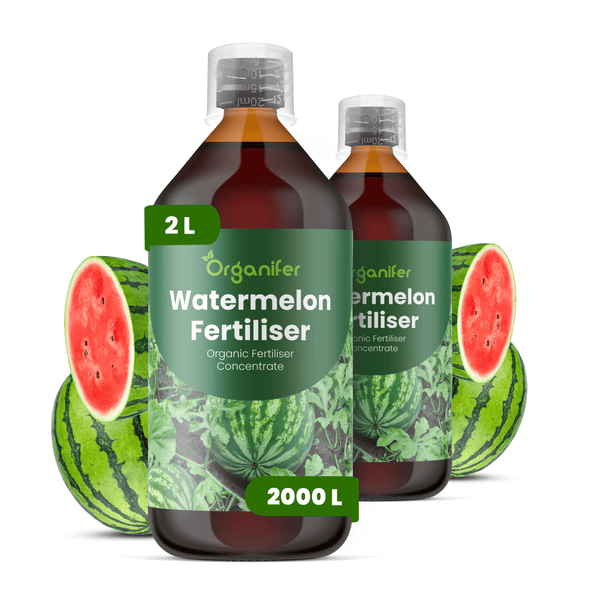 Organifer Bio-Wassermelonendünger Konzentrat, zwei 2 Liter Flaschen für circa 2000 Liter Gießwasser, mit Abbildungen von Wassermelonen.