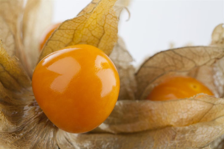 Physalis peruviana, Andenbeere, essbar, ca. 11x11 cm Topf