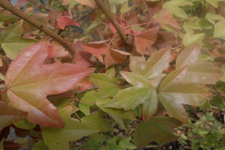 SAFLAX  - Dreispitzahorn - Acer buergerianum - 30 Samen