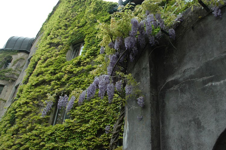 Wisteria floribunda, Japanische Blauregen, 60–100 cm