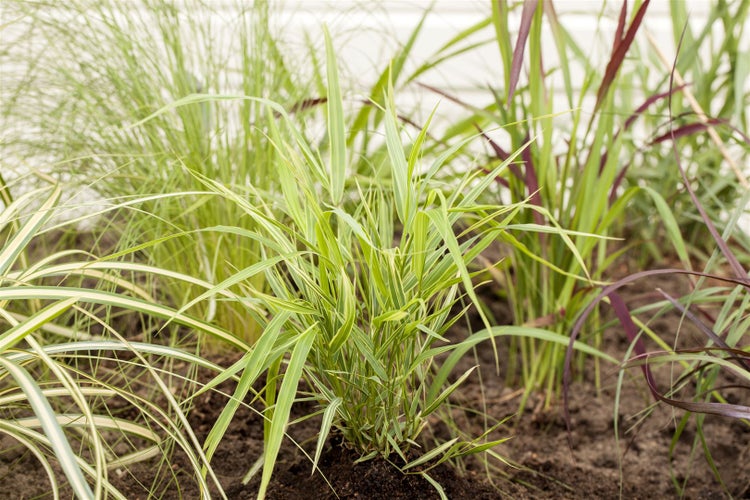 Hakonechloa macra 'Aureola', Japanisches Waldgras, gelb-grün, 2-3 L Container