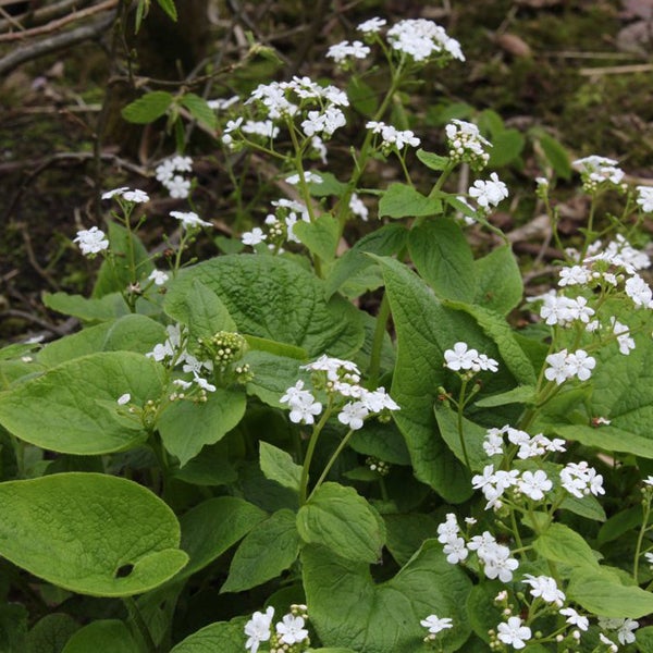 Blühende Elfenblume mit grünen Blättern