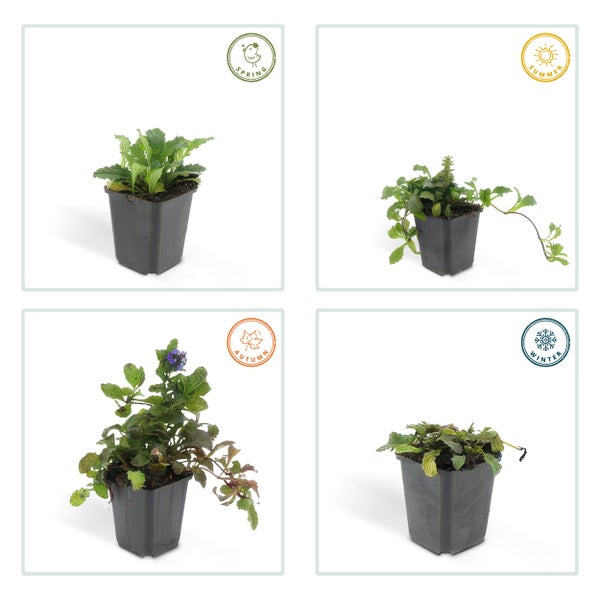 Bodendecker - Kriechender Günsel - Ajuga reptans - 9cm Topf - Set mit 6 Pflanzen