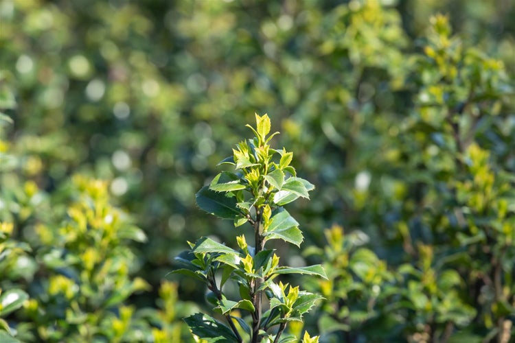 Ilex meserveae 'Heckenstar', Stechpalme, immergrün, 150–175 cm
