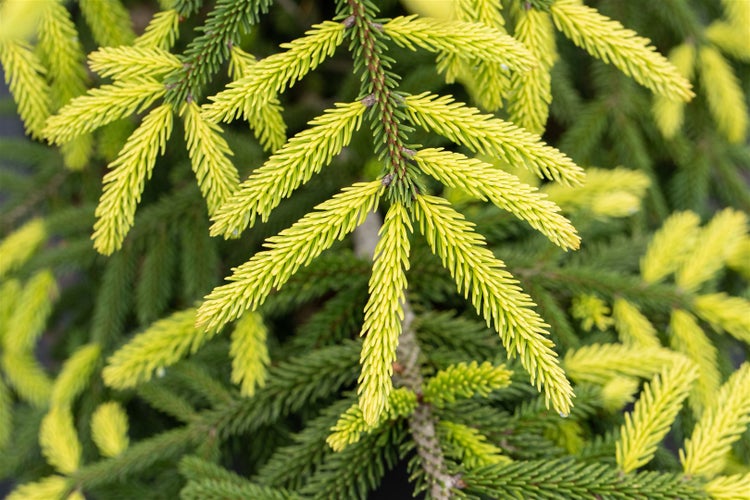 Picea orientalis 'Aurea', Orientalische Fichte, goldgelb, 70–80 cm