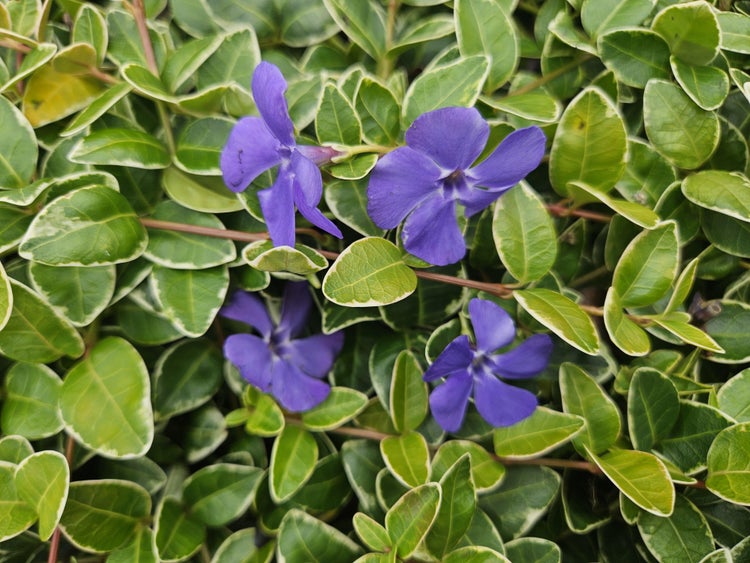 Kleines Immergrün Vinca minor Variegata als Bodendecker mit violetten Blüten und weiß-grünen Blättern.