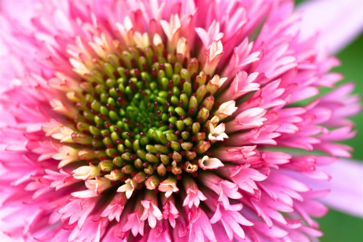 Echinacea purpurea, Sonnenhut, rosa, ca. 9x9 cm Topf