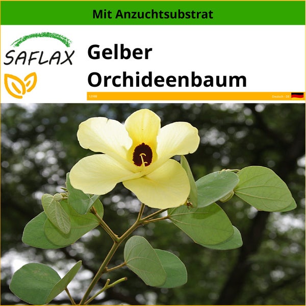 SAFLAX  - Gelber Orchideenbaum - Bauhinia tomentosa - 30 Samen - Mit keimfreiem Anzuchtsubstrat