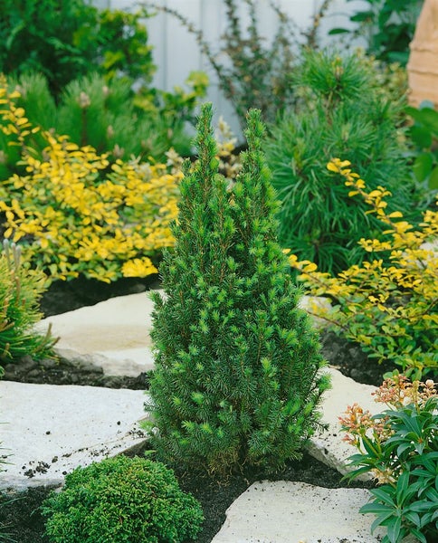 Picea glauca 'Zuckerhut', Zuckerhutfichte, kompakt, 20–25 cm